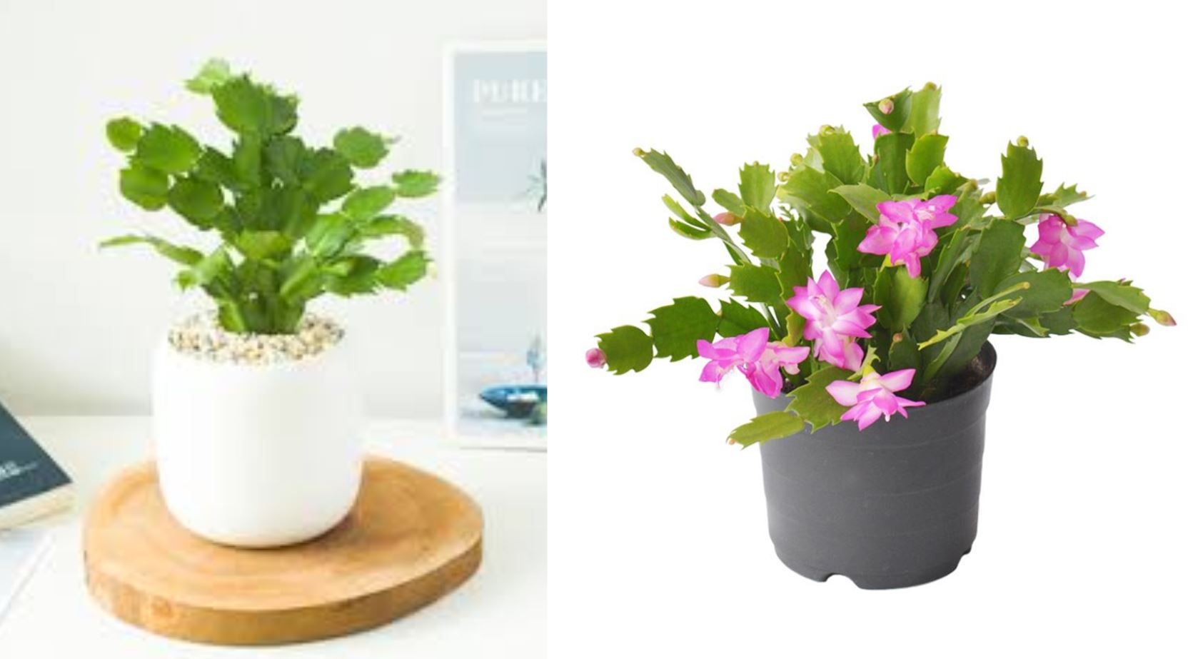 Tổng quan về cây Hoa Tiểu Quỳnh